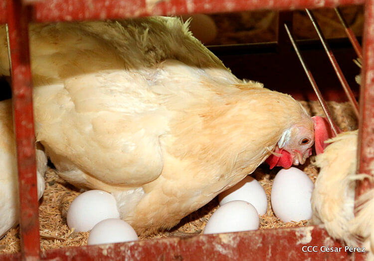 produccion-aves-nicaragua
